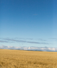 Obraz na płótnie Canvas Wheat Field