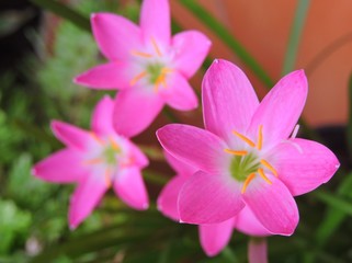 Zephyranthes rosea, commonly known as the Cuban zephyrlily, rosy rain lily, rose fairy lily, rose zephyr lily or the pink rain lily. They are cultivated as ornamental plants. Family - Amaryllidaceae.