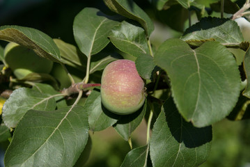 Obraz premium Red ripe apple on a branch against the background of green foliage.