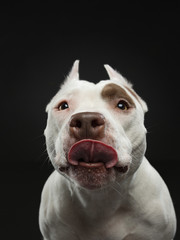 portrait of a dog on a dark background. American pit bull terrier. Beautiful pet on black