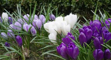 Fotobehang Krokus Vivid and attractive crocus flowers in the garden close up.   © lenic