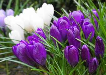 Vivid and attractive crocus flowers in the garden close up. 