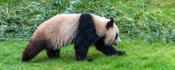 Young panda walking in the grass, portrait of profile  © Pascale Gueret