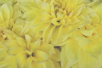 Beautiful bunch of yellow Kelvin Floodlight Dahlia flowers in full bloom.