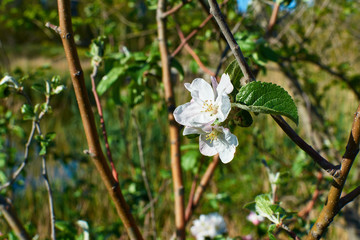 wild flowers in the garden