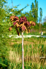 yellow flowers in the garden