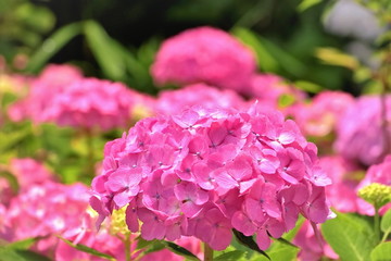 美しいアジサイの花
