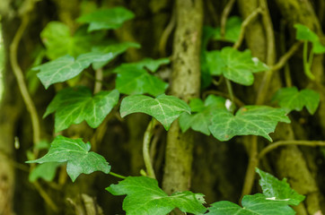 Stems showing the rootlets used to cling to walls and tree trunks.