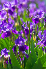 floral background flowers irises. irises background
