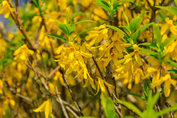 レンギョウの花