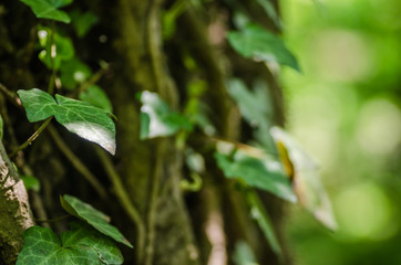Stems showing the rootlets used to cling to walls and tree trunks.