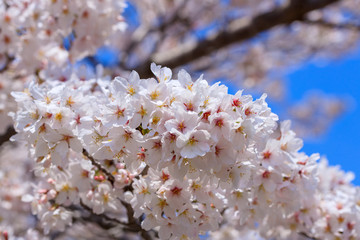 満開の桜