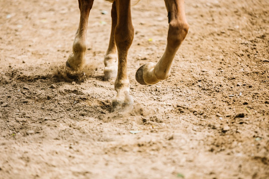 The hoof of a horse running on the sand close-up
