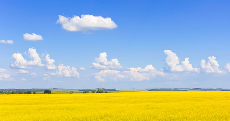 Nature in summer. Yellow flowers on a field with blue sky and clouds