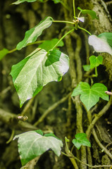 Stems showing the rootlets used to cling to walls and tree trunks.