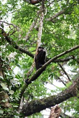 MACACO NA ÁRVORE