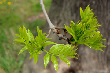 new ash leaves on a twig lush green color close-up developing leaf tree blurred background