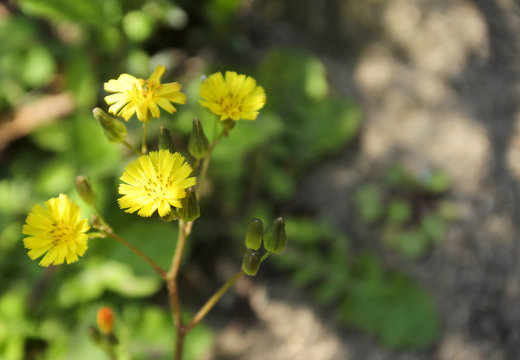 Hawkweed oxtongue, horizontally oriented picture.