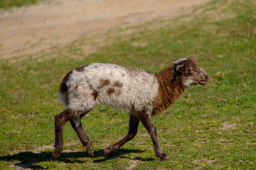 Obraz premium Dutch Heath sheep. two white lambs are happily jumping on a sunny morning in the grass, small horns. Friesland, the Neherlands