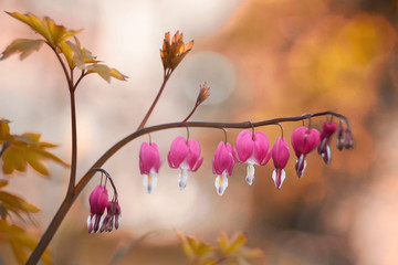 Serduszka okazała - Lamprocapnos spectabilis © mycatherina