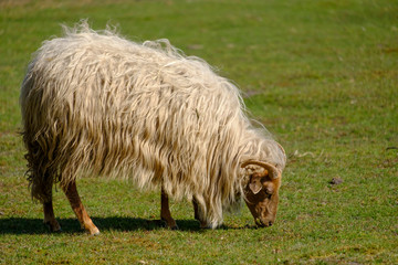 Dutch Heather sheep, horned on a field, eating grass, Springtime in the sun., Friesland, the Netherlands