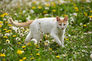 Obraz premium White and orange cat in the grass