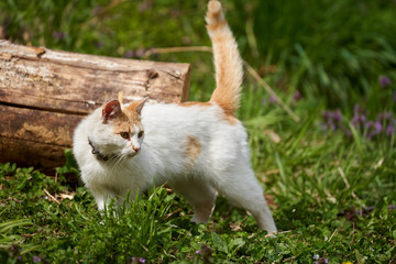 Naklejka na ściany i meble White and orange cat in the grass