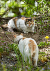 Territorial cats