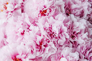 Beautiful pink and white peony flowers in full bloom.