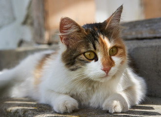 Cat on the steps of the house