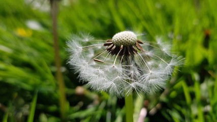 Blow away dandelion 