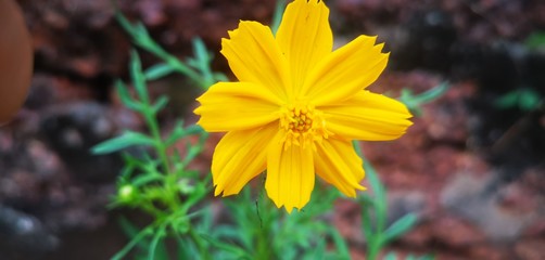 Beautiful Sunflower with leaves in home garden 