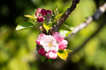 Apple blossom and buds ready to open in spring