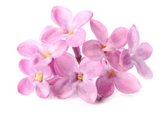 Fototapeta na wymiar Beautiful lilac flowers on white background