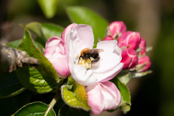 A Tree Bubble bee on apple blossom  in early spring