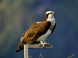 Osprey