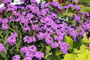 Verbena rigida