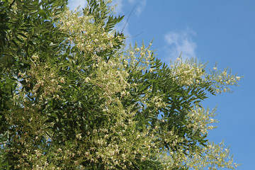 Sophora japonica en fleurs