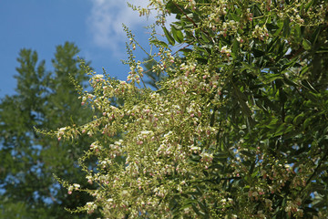 Sophora japonica en fleurs