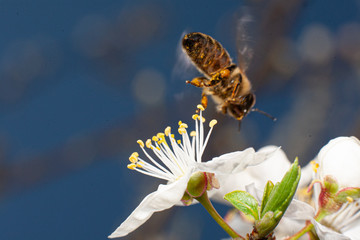 bee on a flower