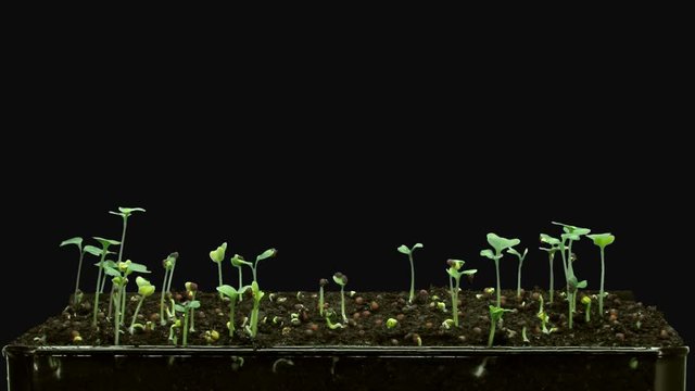 Time-lapse of germinating microgreens broccoli seeds 3a1 in PNG+ format with ALPHA transparency channel isolated on black background
