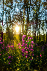 colorful sunset in norway during summer with clouds
