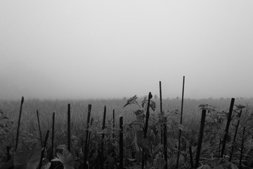misty morning on the paddy fields black-white photo