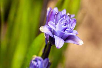 blue iris flower