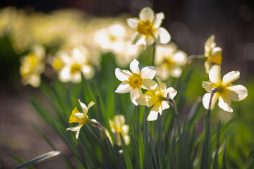 daffodils in spring