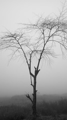dead tree in the fog black-white photo