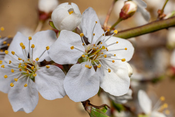 apple tree blossom macro