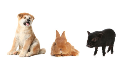 Collage with different adorable baby animals on white background