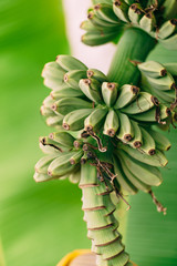 Banana palm blooms. A big yellow flower. Little green bananas on palm tree. Unripe bananas. 
