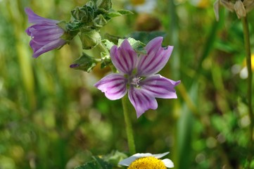 Fototapeta premium Mailvilla silvestre en primavera